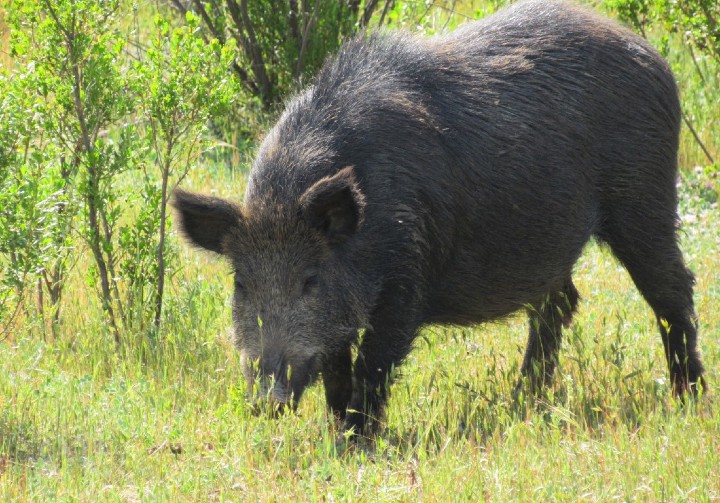 Wild Boar